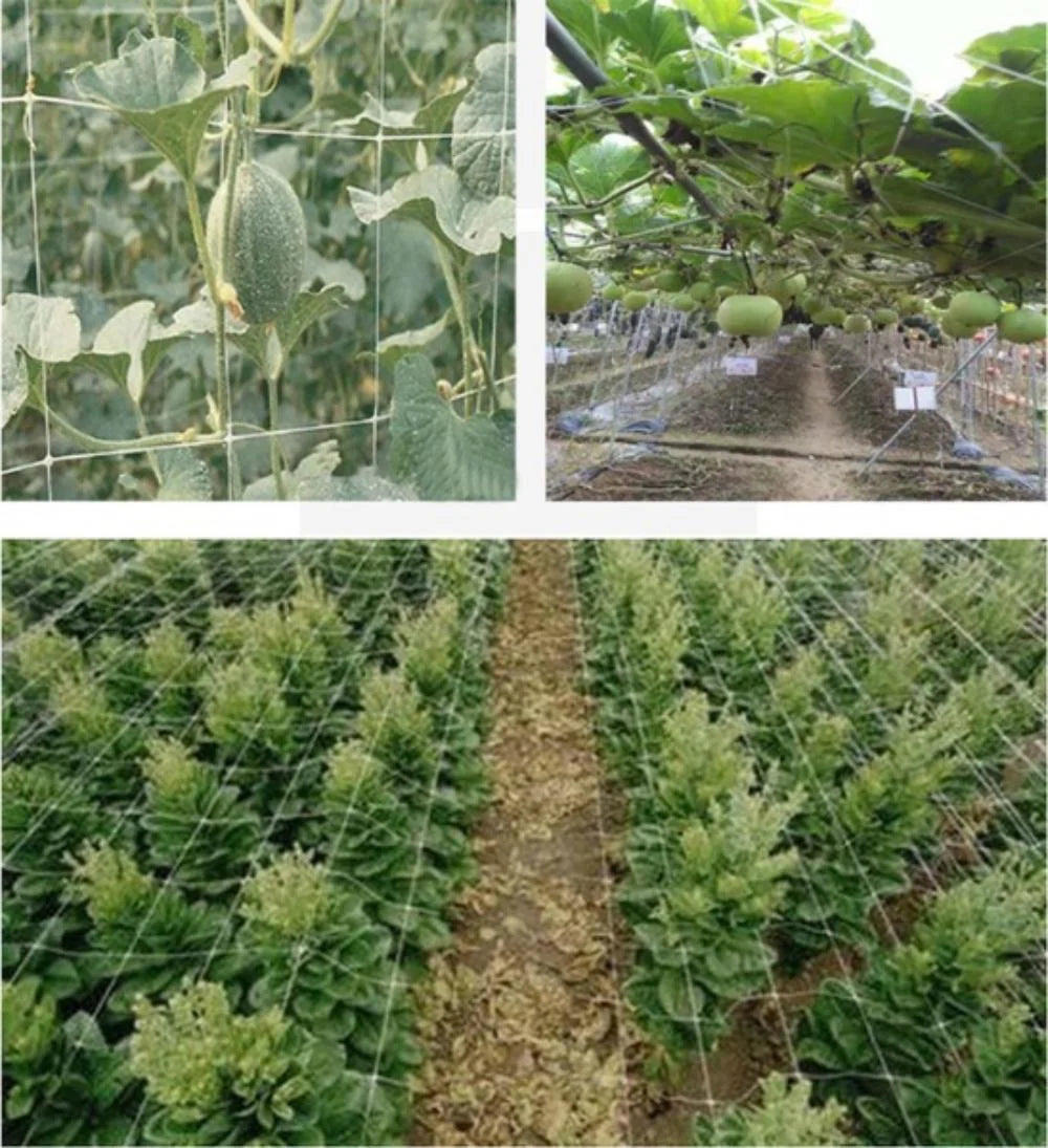 Horticultural Plant Climbing Net, Polyester Woven Net, Suitable for Other Climbing Plants Such As Tomatoes, Beans, Grapes, Etc