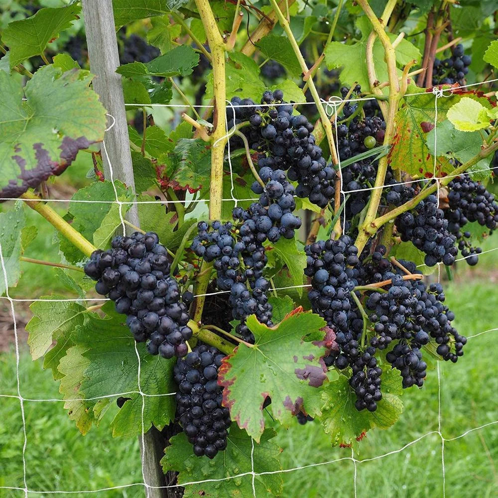 Horticultural Plant Climbing Net, Polyester Woven Net, Suitable for Other Climbing Plants Such As Tomatoes, Beans, Grapes, Etc