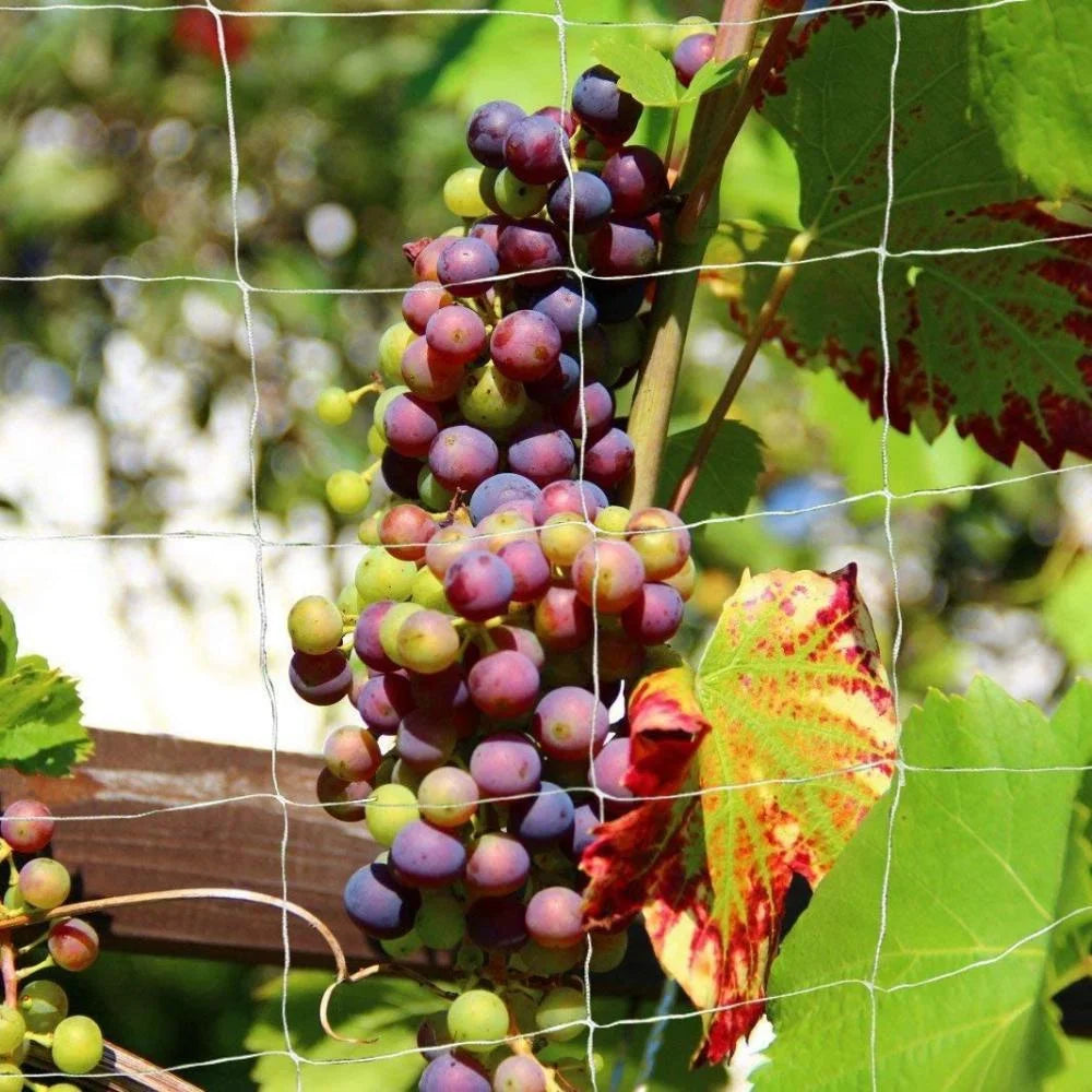 Horticultural Plant Climbing Net, Polyester Woven Net, Suitable for Other Climbing Plants Such As Tomatoes, Beans, Grapes, Etc