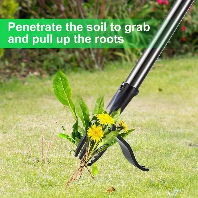 Heavy-Duty Stainless Steel 4-Prong Weed Puller, Adjustable Height Lawn with Long Handle, Sturdy Root Killer for Root Removal